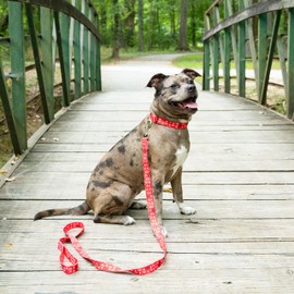 Country Brook Petz - Red Anchors Away Martingale Dog Collar - Summer Breeze Collection Featuring Sunny Designs (1 Inch, Extra Large)