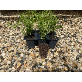 6 Rosemary Plants, Rosmarinus Officinalis 'Prostratus', Thriving in 2.5" Nursery Cubes, Creeping Rosemary