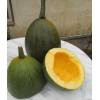 BmoreSPicy.com Tatume Summer Squash 20 Seeds Heirloom Calabash Mexican Zucchini