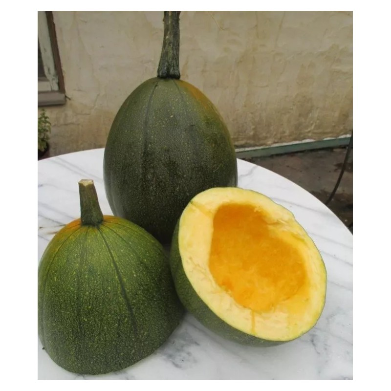 BmoreSPicy.com Tatume Summer Squash 20 Seeds Heirloom Calabash Mexican Zucchini