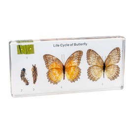 Life Cycle of Common Insect Specimen, Resin Collection Science Toys for Kids Aged 3-12 (Butterfly)