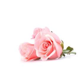 Rose Original Day Cream