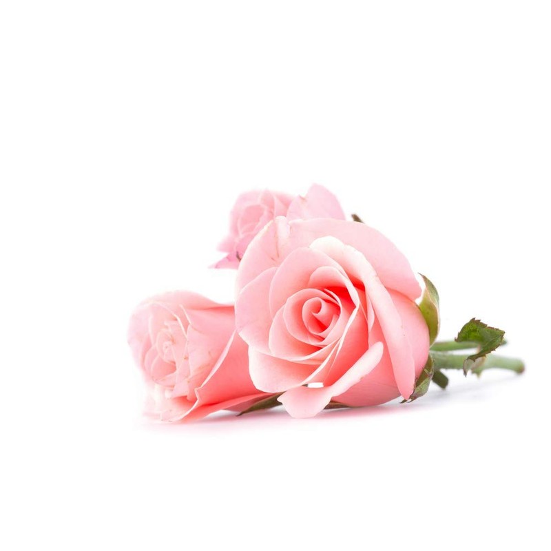 Rose Original Day Cream