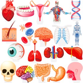 48Pcs Human Anatomy Party Cupcake Toppers Human Anatomy Body Part Birthday Party Decoration Human Anatomy Theme Cupckae Toppers for Doctor Nurse Birthday Party Baby Shower Supplies