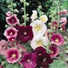 CEMEHA SEEDS - Seeds Hollyhock Spring Double Mix Mallow Perennial