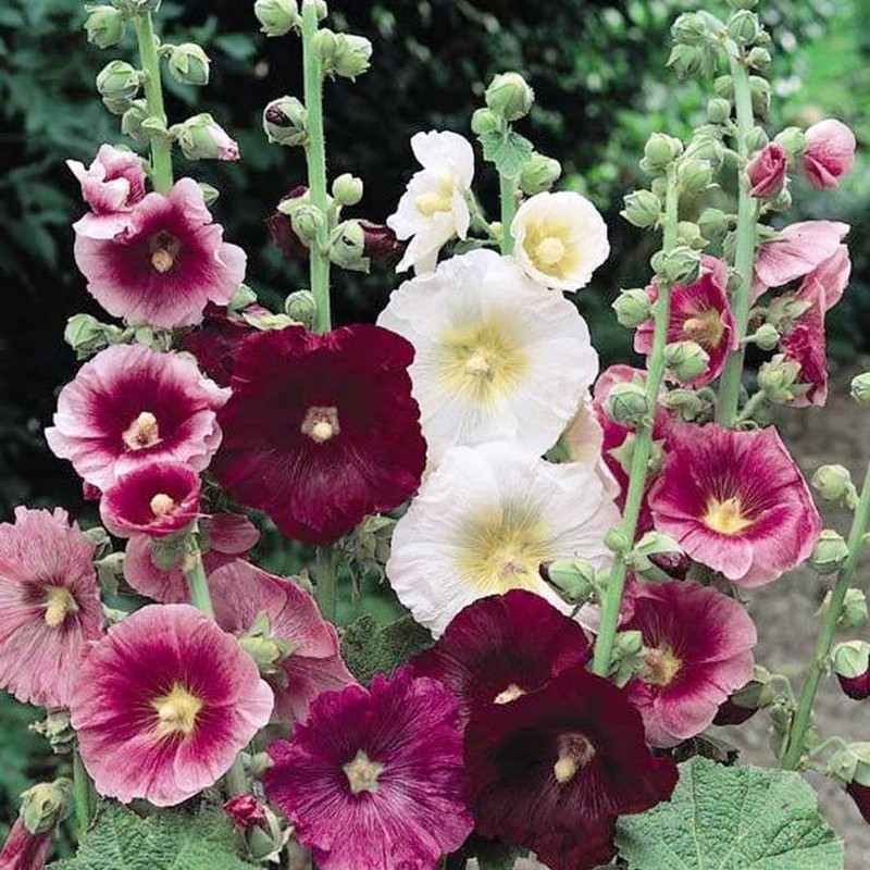 CEMEHA SEEDS - Seeds Hollyhock Spring Double Mix Mallow Perennial