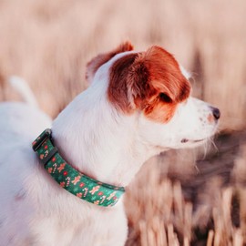 QQPETS Adjustable Soft Dog Collar: Print Flower Pink Multicolor Cute Patterns for XS Small Medium Large Pet Girl Boy Puppy Walking Running Training