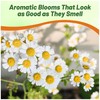 Outsidepride Roman Chamomile Seeds - 50000 Pcs Perennial, Drought Tolerant,