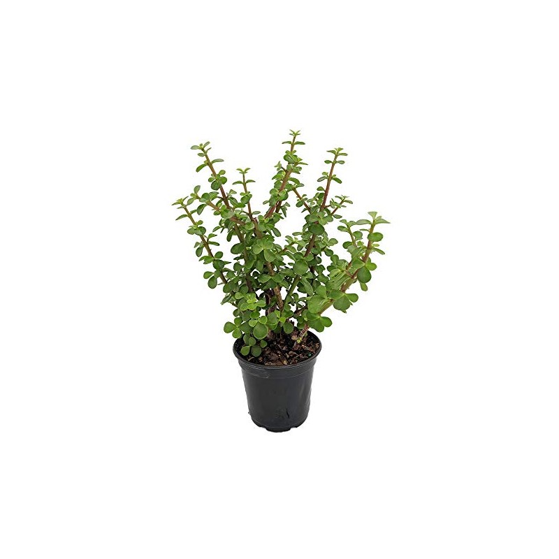 Mini Jade Plant - Portulacaria afra - 4.5" Pot