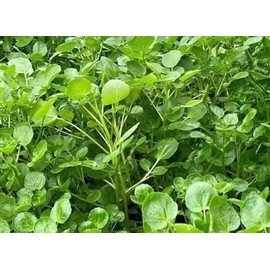 20,000 True Watercress Nasturtium officinale Seeds, Open Pollinated Seeds - Non-GMO Xa lach xoong My Diaspora Big Pack