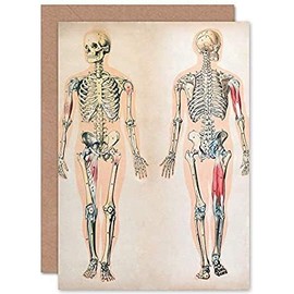 Fine Art Prints Human Body Anatomy Skeleton Muscles Greeting Card With Envelope Inside Premium Quality,17.5 x 12.5 cm