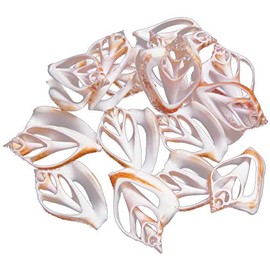 Set of 6 Center Cut Canarium Shells (2") Beach Crafts Coastal Cottage Decor Nautical Art Ornament Making Aquarium Deco