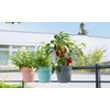 Geli Conny Hanging Pot + Attachment Railing Pot Flower Pot