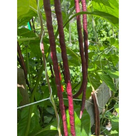 50 Purple Mart Yard Long Bean seeds Chinese Asparagus Heirloom