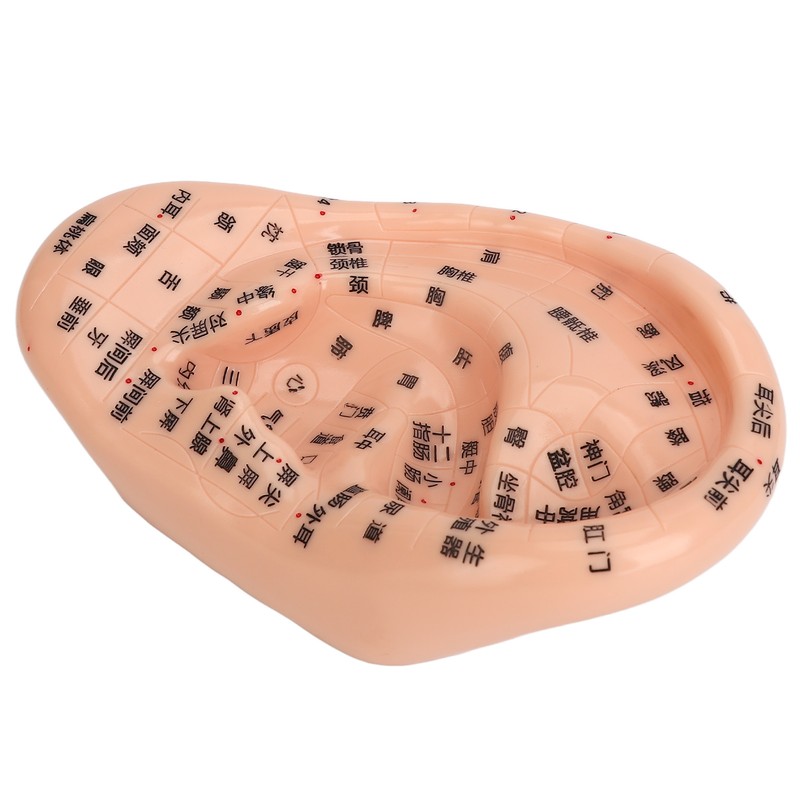 Ear Sticker Acupuncture Kit 600pcs Ear Massage Sticker Acupuncture Model