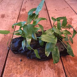 Live Plants on Driftwood | Aquatic Plants for Aquariums and Vivariums (Cryptocoryne (Medium))