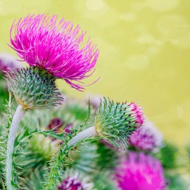 Sunshine Seeds Milk Thistle Seeds (50) / ORGANIC / FLORIDA GROWN / LIVER HEALTH