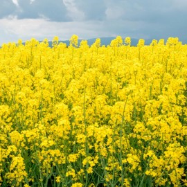 Back To Nature Seed Company Yellow Mustard - Seeds - Organic - Non Gmo - Heirloom Seeds – Herb Seeds - 10 Seeds