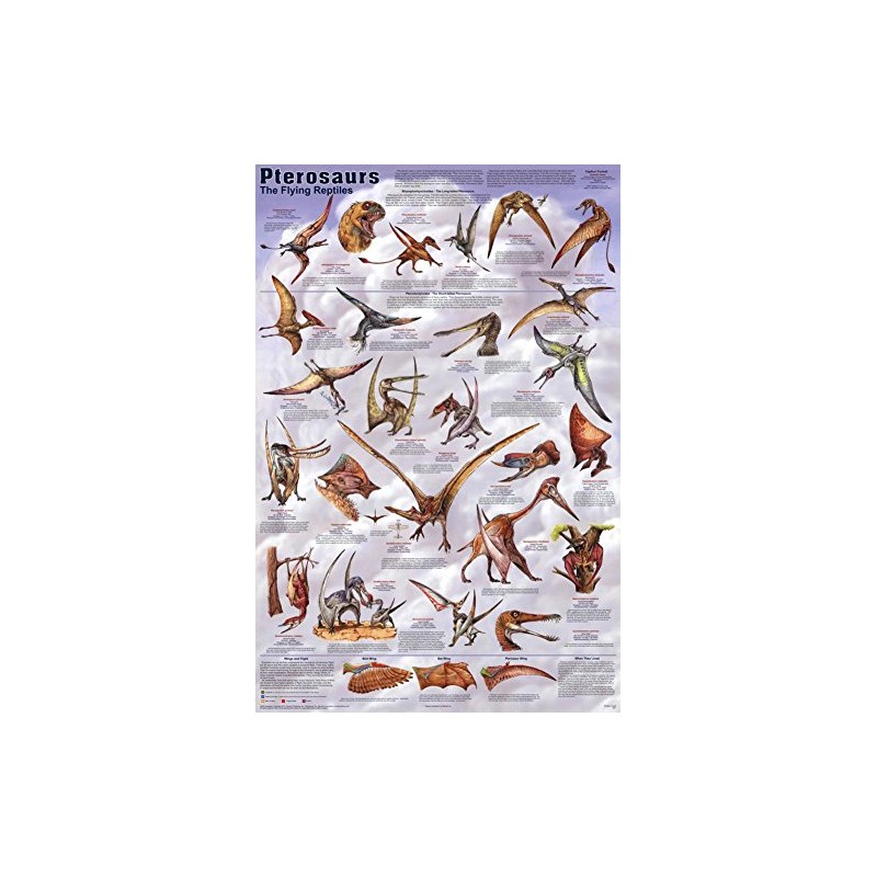 123Posters (24x36) Pterosaurs Poster - Educational and Scientific chart
