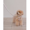 Rikarika [리카리카] 브리즈 워크 핸즈프리 리드줄 3종 (택1) [LiCarica] Breeze Walk Hands-Free Leash 3 Types (Choose 1)