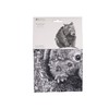 Maxwell & Williams Marini Ferlazzo Wombat Animal Tea Towel 100%