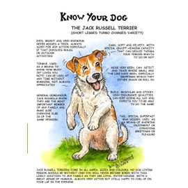 Jack Russell Terrier Greeting Card. From the Know Your Dog Range by Dick Twinney