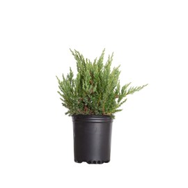 Parsoni Juniper (2.5 Quart) Low-Growing Evergreen Shrub with Grayish Blue-Green Foliage - Live Outdoor Full Sun to Part Shade Plant