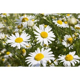 2000 German Chamomile Herb Flower Seeds Matricaria recutita