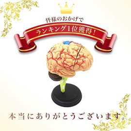 ShopXJ Brain, Human Body Model, 3D Decomposable, Medical Removal, Anatomy, 4D Model (Brown)
