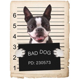 Boston Terrier Dog Mugshot Bad Dog Car Bumper Magnet, Magnetic for Refrigerator, Decorative Fridge, Office, Whiteboard, Kitchen, Locker Waterproof Decor, Family & Friends, 4x7 in