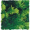 Zoo Med Laboratories SZMBU23 Natural Bushy Malaysian Fern, Medium