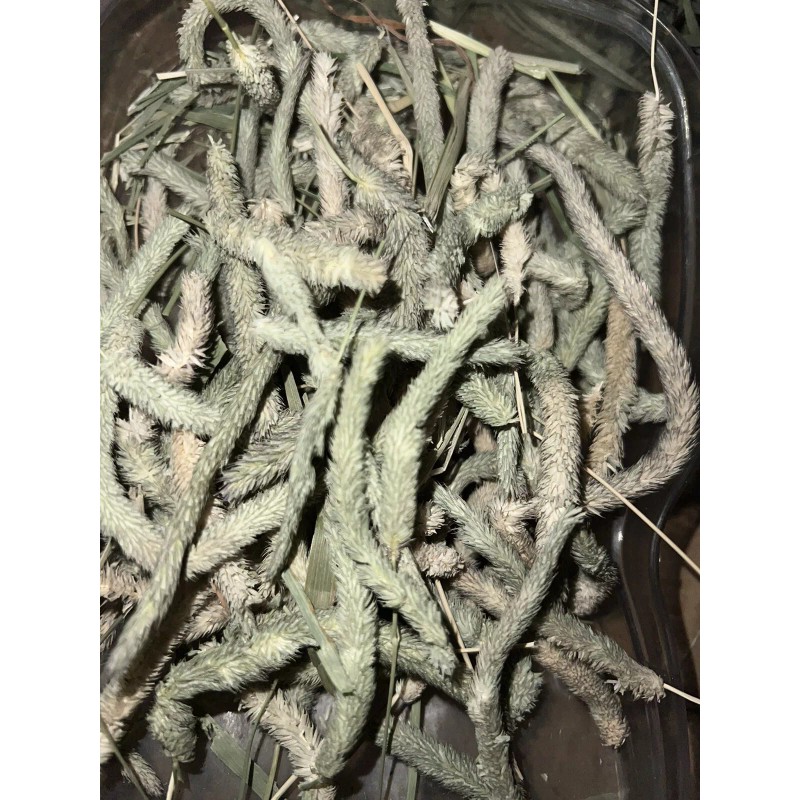 aroura Timothy Hay Heads, Tips, Great Treat For your Small