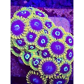 Rainbow yoda zoa 1-2 polyp frag Coral King Wysiwyg live coral frag