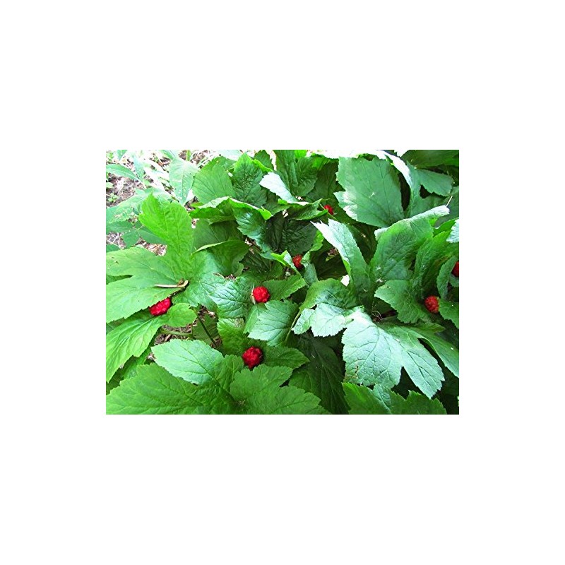 10 GOLDEN SEAL bare root plant- Hydrastis Canadensis