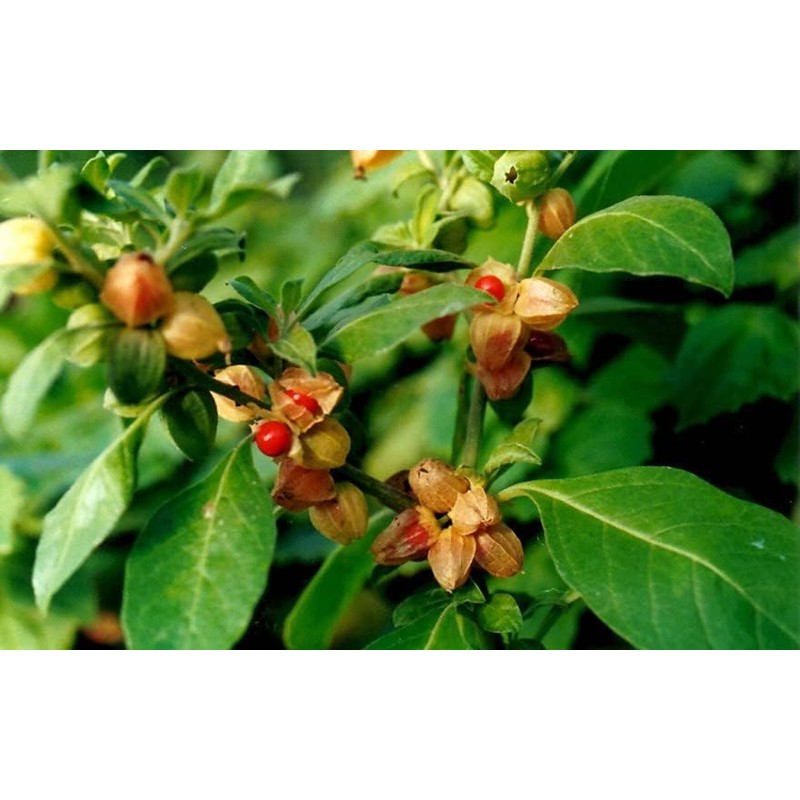 Semillas de Ashwagandha Gaea's Blessing – Relíquia sin OMG, frescas