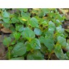 2 Bags of 2000++ Seeds Hạt giống rau càng cua