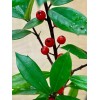 Tree 2 Foster Holly Trees/Shrubs - Live Plants - 6-12"