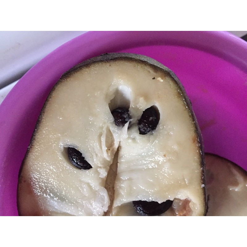 10 Cherimoya Seeds -Annona Cherimola