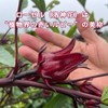 Rakujin Flower Tea (Hibiscus Tea) Roselle Tea Herbal Tea Flower