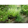 Green Garden (Green Garden) Flower Guard Width 18 X Height