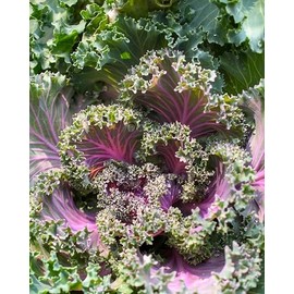 Kale Red Russian Great Heirloom Vegetable by Seed Kingdom (1/4 Lb Seeds)