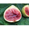 Ficus Fig Tree cuttings "White Adriatic" FREE US SHIPPING! 10