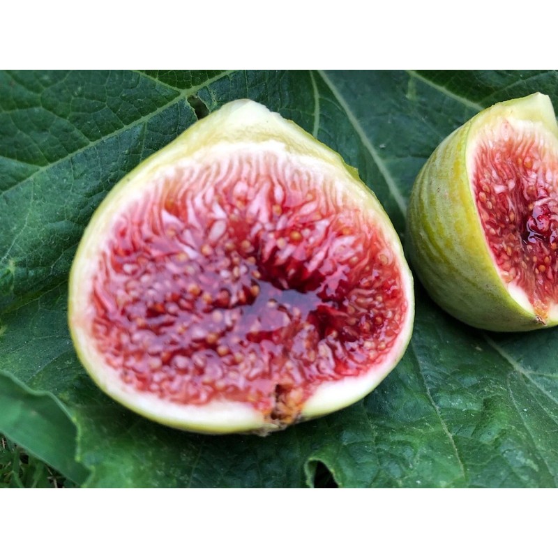 Ficus Fig Tree cuttings "White Adriatic" FREE US SHIPPING! 10