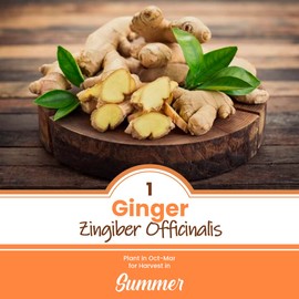 1 x Ginger Zingiber Officinalis - A Very Popular Spice - Culinary & Medicinal Use - for Your Beautiful Kitchen Garden