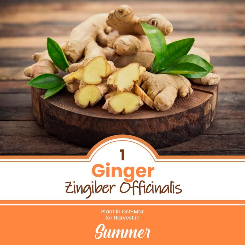 1 x Ginger Zingiber Officinalis - A Very Popular Spice