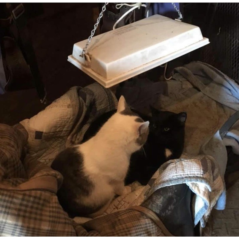 Infrared Heater for Chicks & Pets, Overhead 11x16, 50 Watt