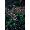 Lungwort Herb - Cut, Dried & Natural Lungwort (Pulmonaria Officinalis)