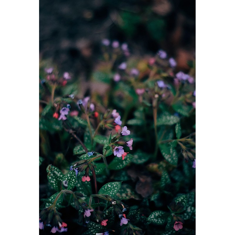 Lungwort Herb - Cut, Dried & Natural Lungwort (Pulmonaria Officinalis)