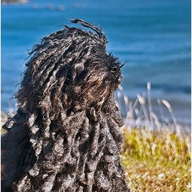 Hungarian Puli Greeting Card - Square