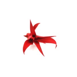 Tillandsia Capitata Peach Enhanced Colored Colorful Air Plant Live 2-3 inch Grows Huge Easy Care Indoor Outdoor Home Decor Gift Airplant Vibrant Color Awesome Industries (Red 2")